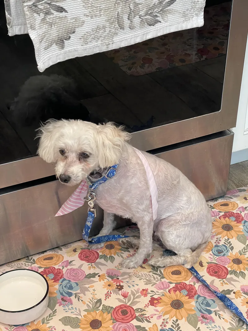 An adult small-sized female White / Cream Bichon Frise dog named Hope for adoption in Lexington, KY