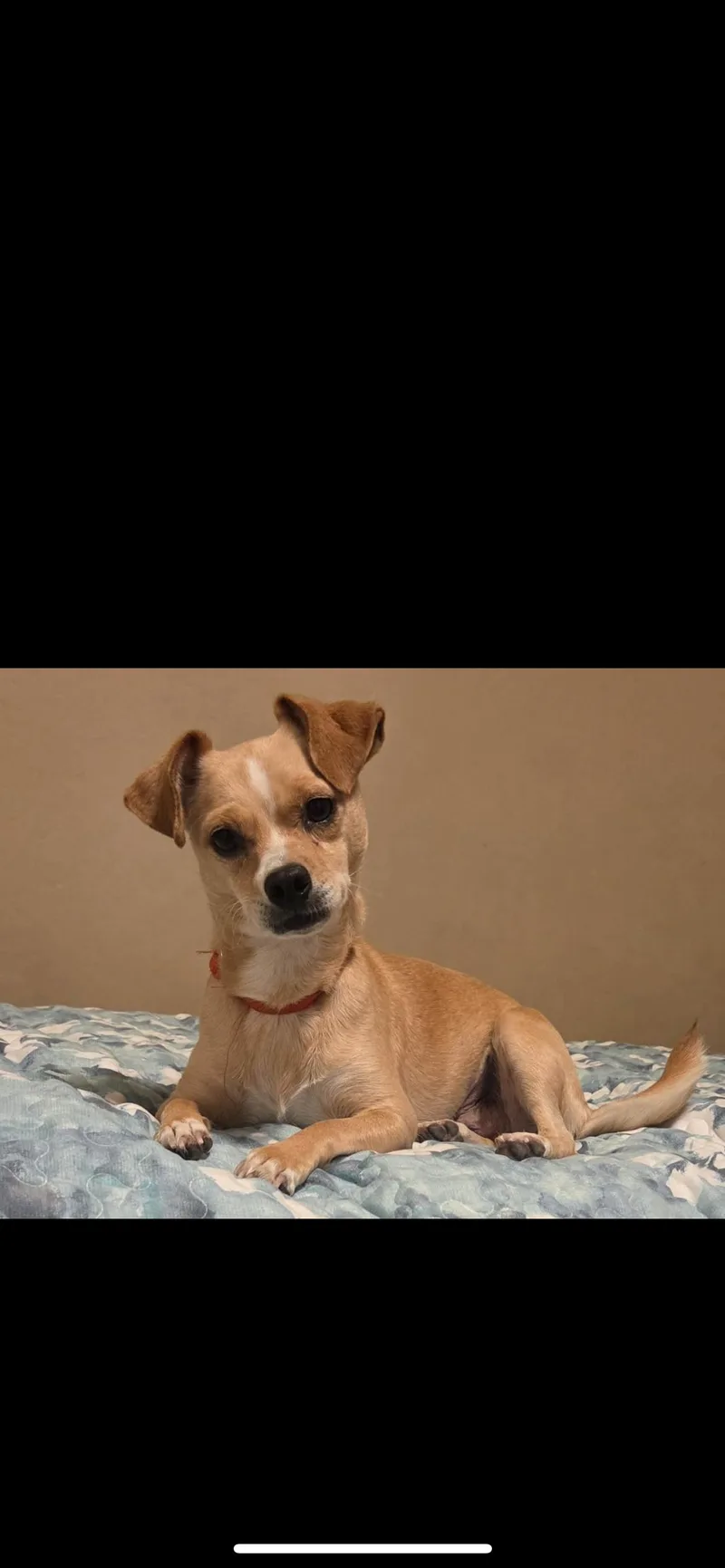 A young small-sized female Apricot / Beige Terrier dog named Jilly for adoption in Hamden, CT