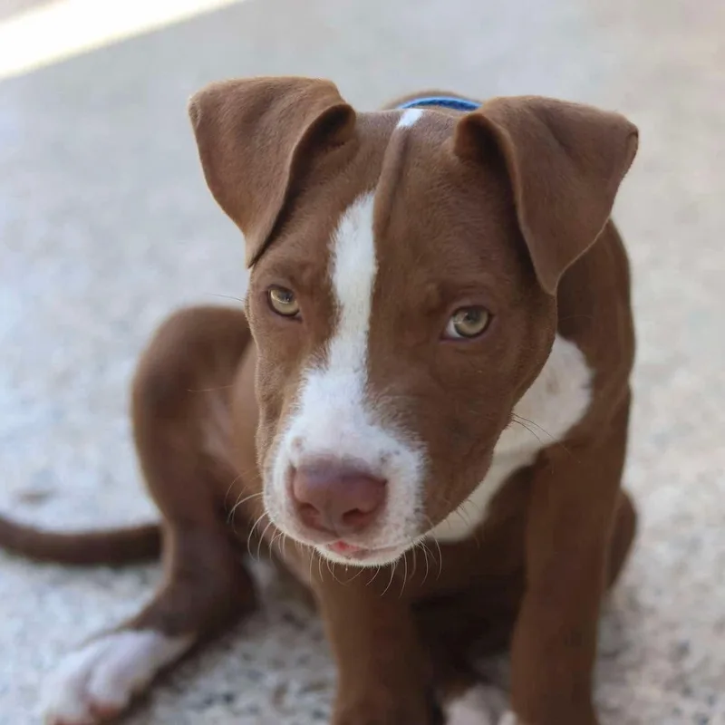 A baby medium-sized male Brown / Chocolate Mixed Breed dog named Maury for adoption in BONIFAY, FL