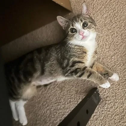 A young small-sized female Brown / Chocolate Domestic Short Hair cat named Patter for adoption in Atlanta, GA