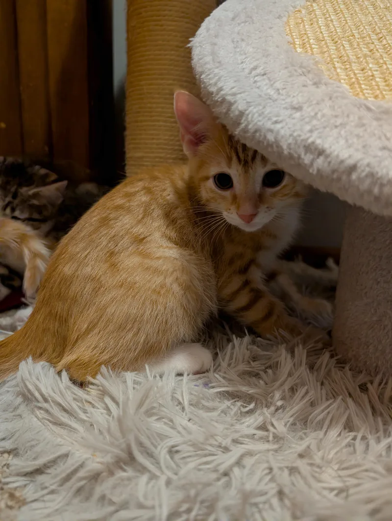 A baby medium-sized male Domestic Short Hair cat named Cedar for adoption in Wadsworth, OH
