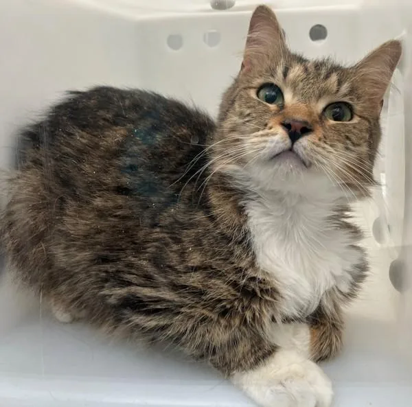 A young medium-sized female Domestic Medium Hair cat named Pandora for adoption in Staten Island, NY