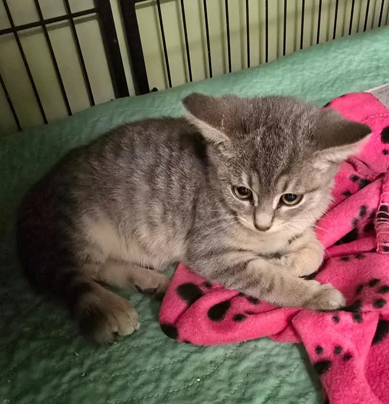 A baby medium-sized male Domestic Short Hair cat named Hall for adoption in Auburn, IN