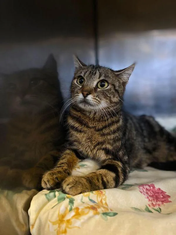 An adult small-sized female Domestic Short Hair cat named Mouse for adoption in Indiana, PA