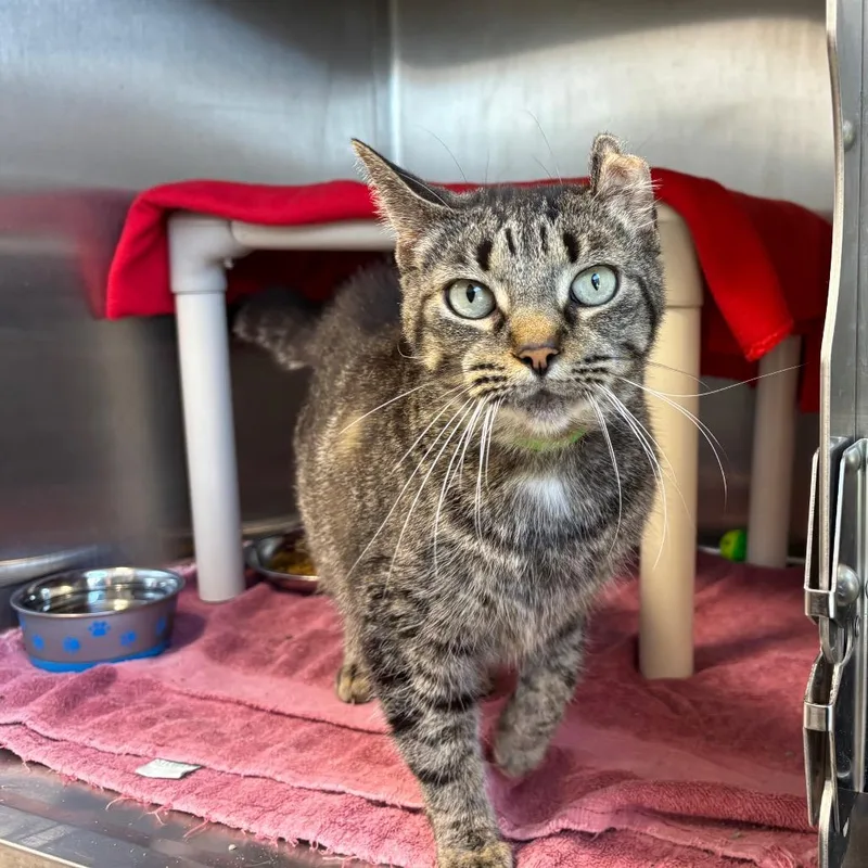 A senior large-sized female Gray / Blue / Silver Domestic Short Hair cat named Sticky Rice for adoption in Fort Wayne, IN