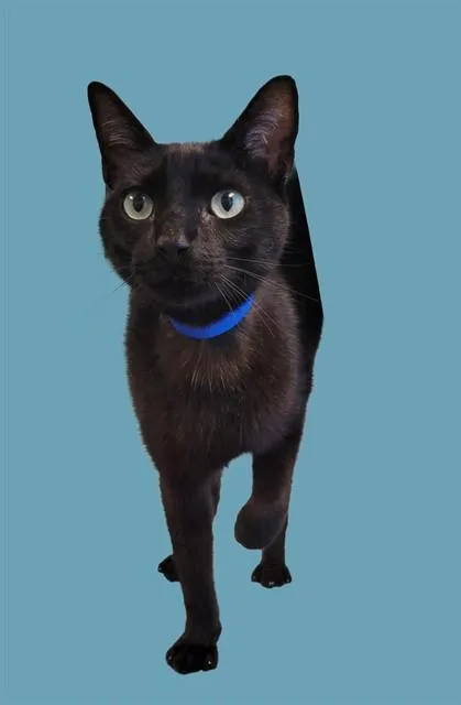 A young small-sized male Domestic Short Hair cat named Jeremy for adoption in Sarasota, FL