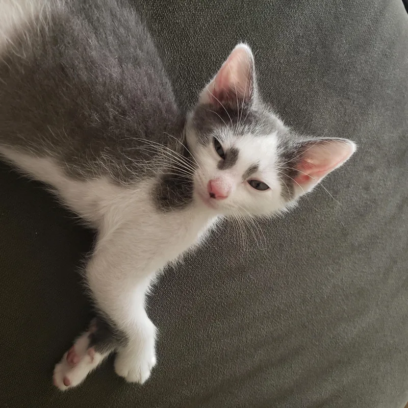A baby small-sized male Gray & White American Shorthair cat named Jamie for adoption in Plano, TX