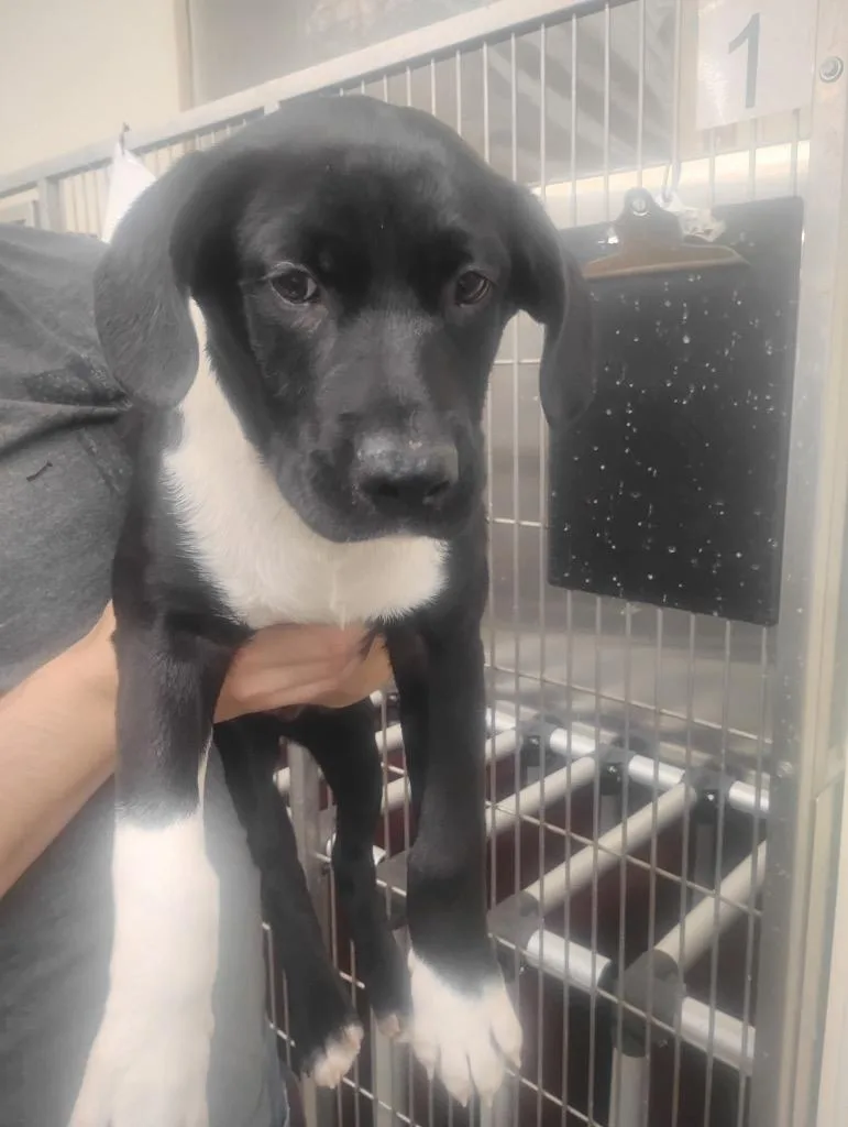 A baby medium-sized male Mixed Breed dog named Monterey for adoption in Jonesboro, AR