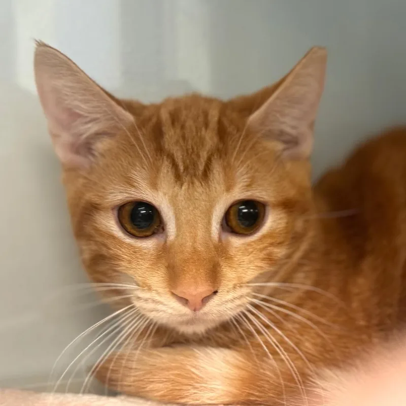 A baby small-sized female Orange / Red Domestic Short Hair cat named Ashira for adoption in Wheeling, IL