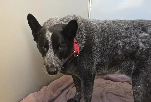 A senior large-sized male Australian Cattle Dog / Blue Heeler dog named Mick for adoption in Oceanside, CA
