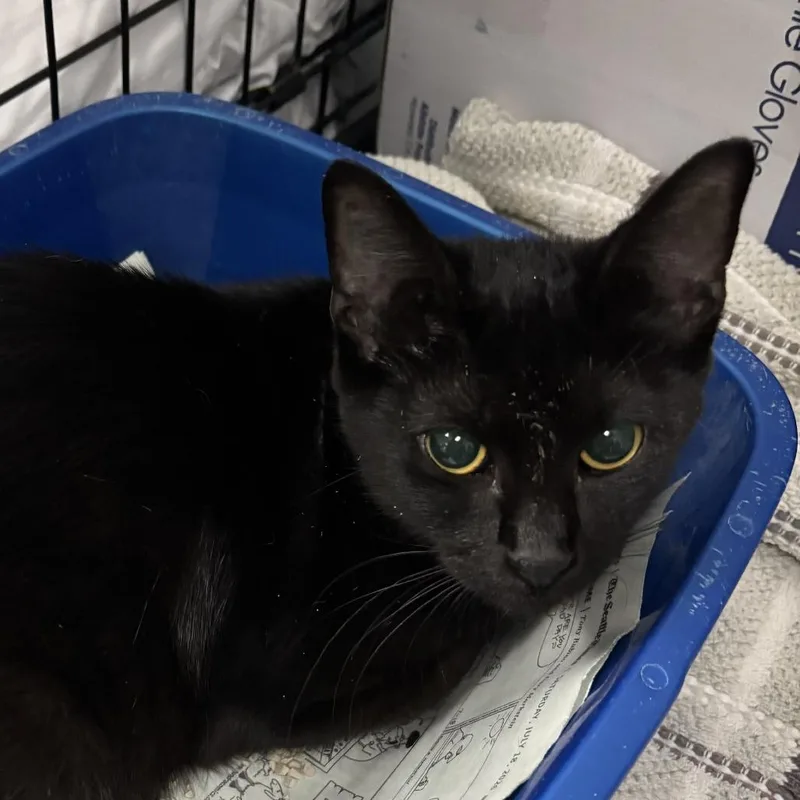 A young medium-sized male Black Domestic Short Hair cat named Augite for adoption in Tacoma, WA