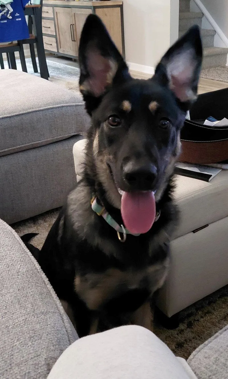 Phoebe
