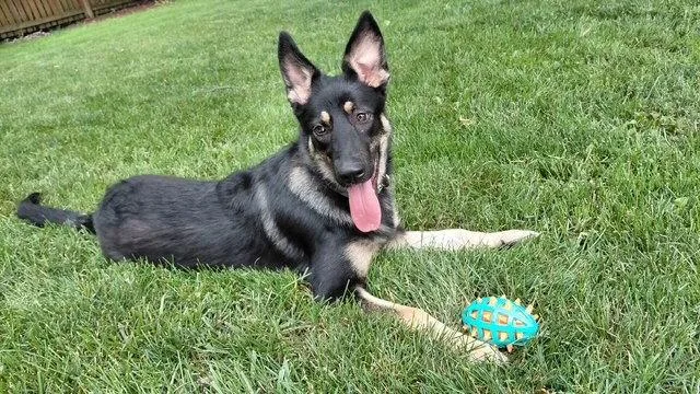 Phoebe thumbnail 3