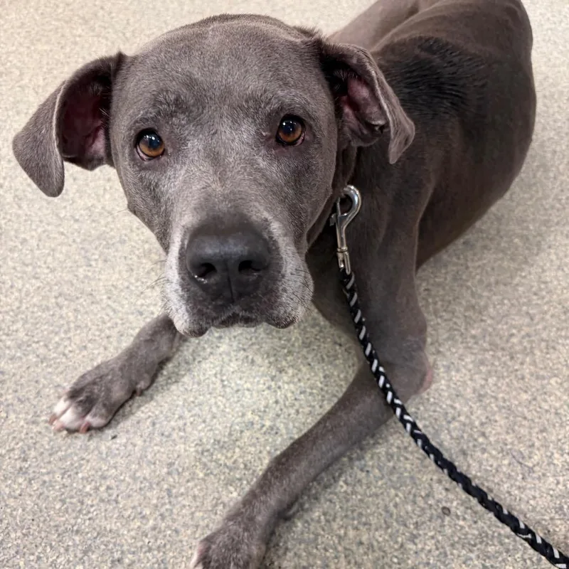 An adult large-sized female Gray / Blue / Silver Mixed Breed dog named Kelpie for adoption in Jacksonville, FL