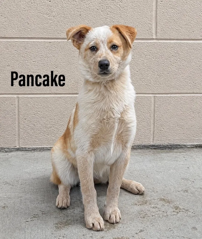 A baby small-sized female Cattle Dog dog named Pancake for adoption in Clearfield, KY