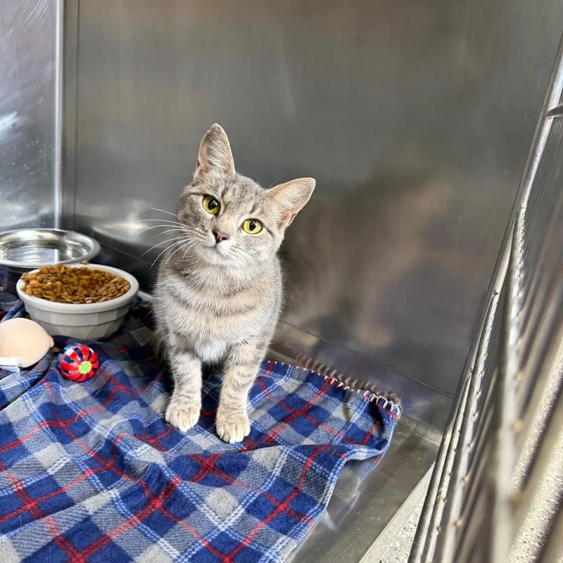 An adult medium-sized female Gray / Blue / Silver Domestic Short Hair cat named Granola for adoption in Parkersburg, WV