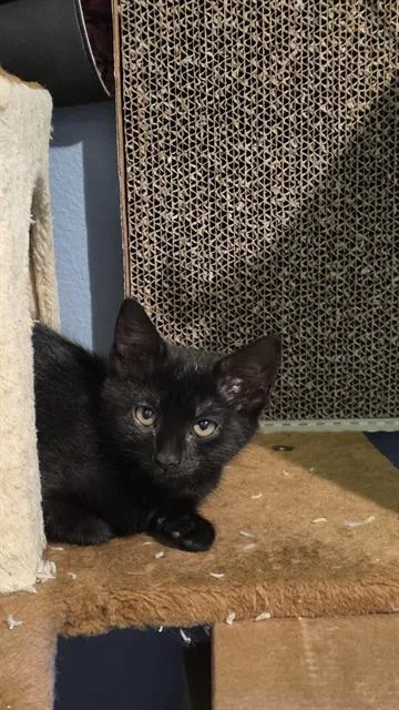 A baby medium-sized female Domestic Short Hair cat named Victoria for adoption in Kent, WA