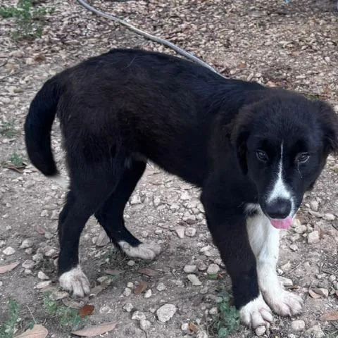 A young large-sized male Black Great Pyrenees dog named Dodge for adoption in Floresville, TX