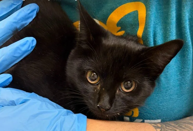 A baby small-sized female Black Domestic Short Hair cat named Pumpernickel for adoption in Raleigh, NC