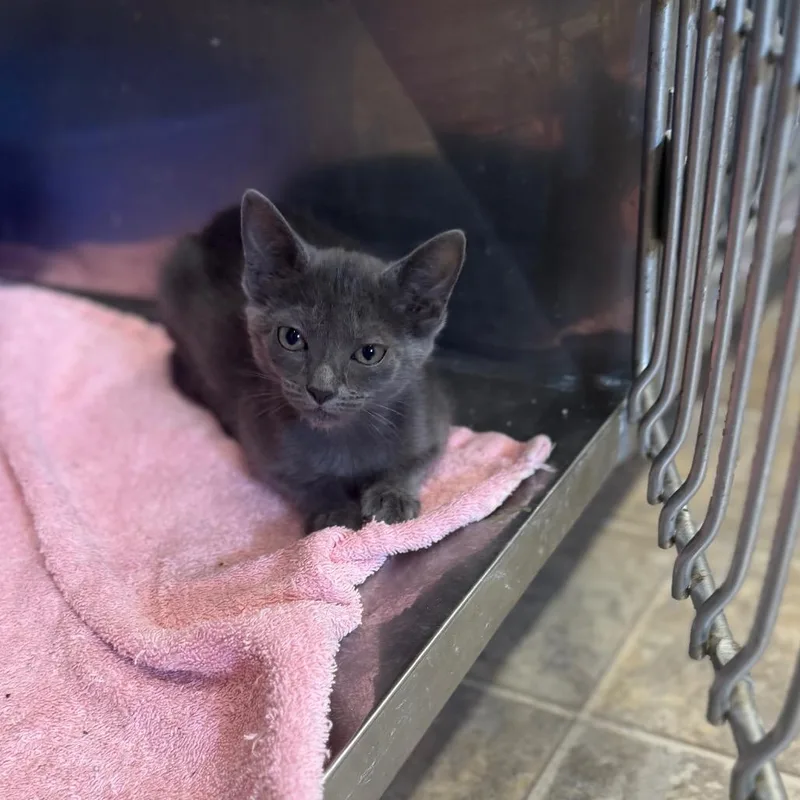 A baby small-sized female Gray / Blue / Silver Domestic Short Hair cat named Prada for adoption in Starkville, MS