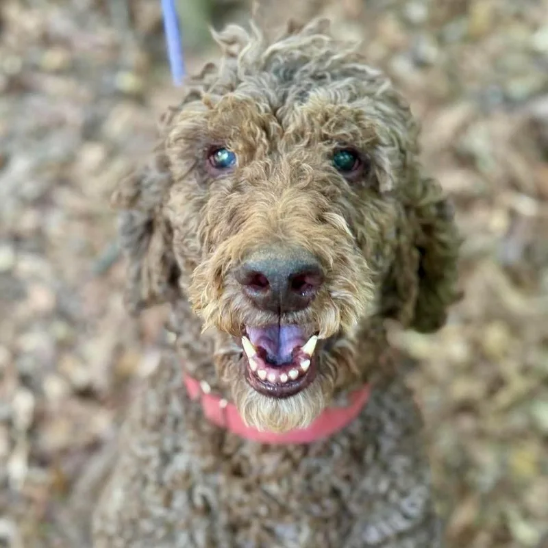 An adult medium-sized male Poodle dog named Edison for adoption in Long Island City, NY