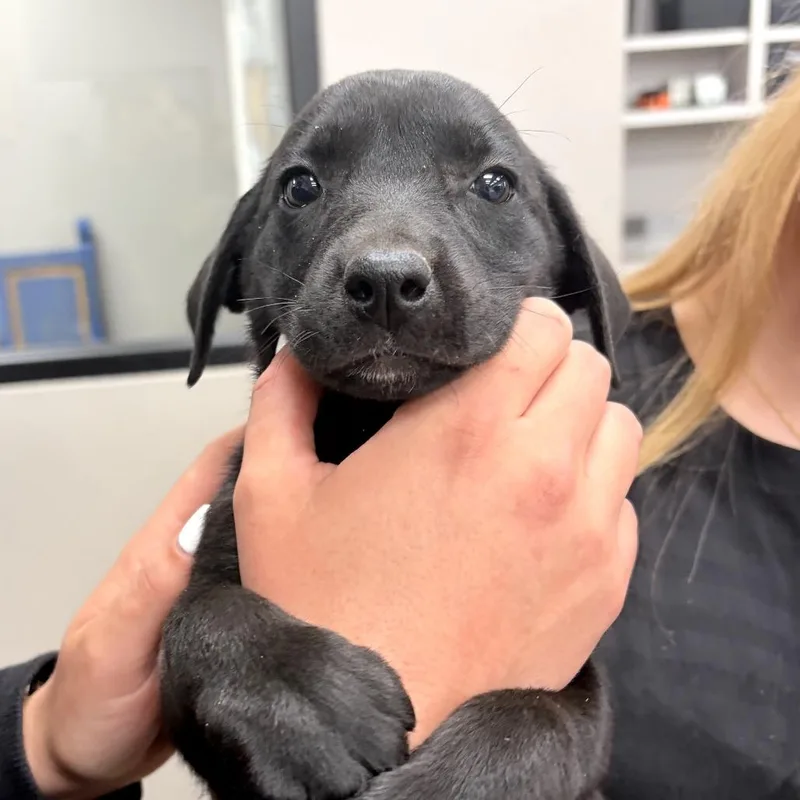 A baby medium-sized female Black Labrador Retriever dog named Rosie for adoption in Midland, TX