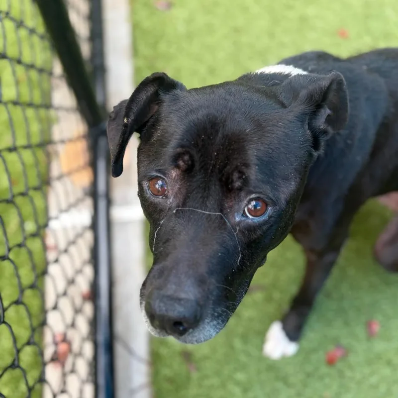 A senior medium-sized male Brown / Chocolate Pit Bull Terrier dog named Oscar Meyer for adoption in Greensboro, NC