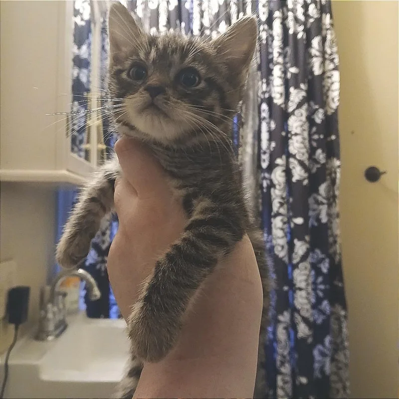 A baby small-sized male Domestic Short Hair cat named Riot for adoption in Winchester, VA