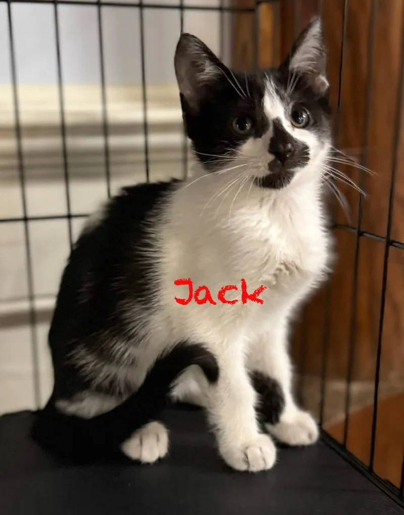 A baby medium-sized male Black Domestic Short Hair cat named Jack for adoption in Pawleys Island, SC
