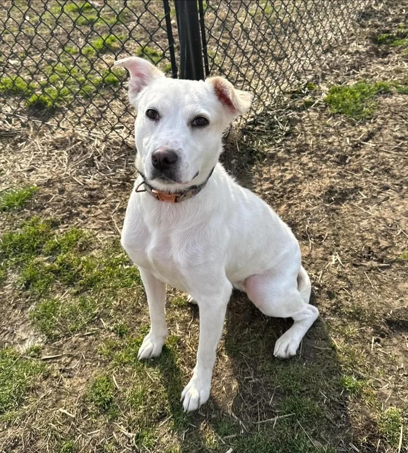 An adult medium-sized female Cattle Dog dog named Blanca for adoption in Evansville, IN