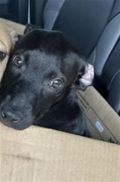 A baby small-sized female Labrador Retriever dog named Liberty for adoption in San Antonio, TX