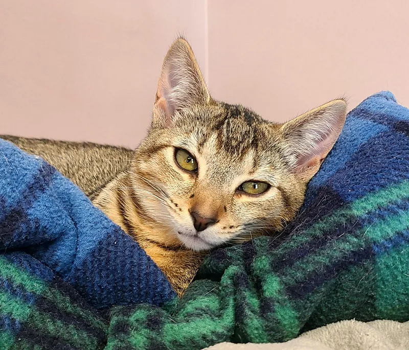 A baby medium-sized female Gray / Blue / Silver Domestic Short Hair cat named Liberty & Sparkler for adoption in Kirkland, WA