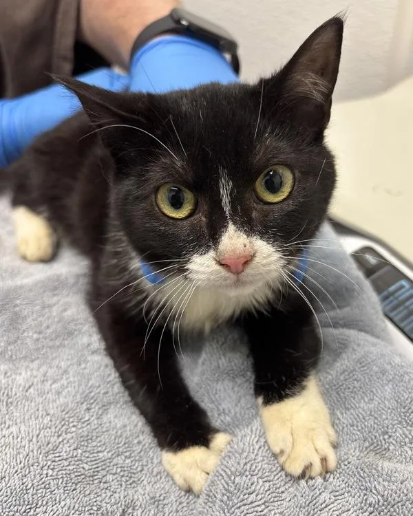 A young small-sized female Domestic Short Hair cat named Angie Bonded W for adoption in Silverdale, WA
