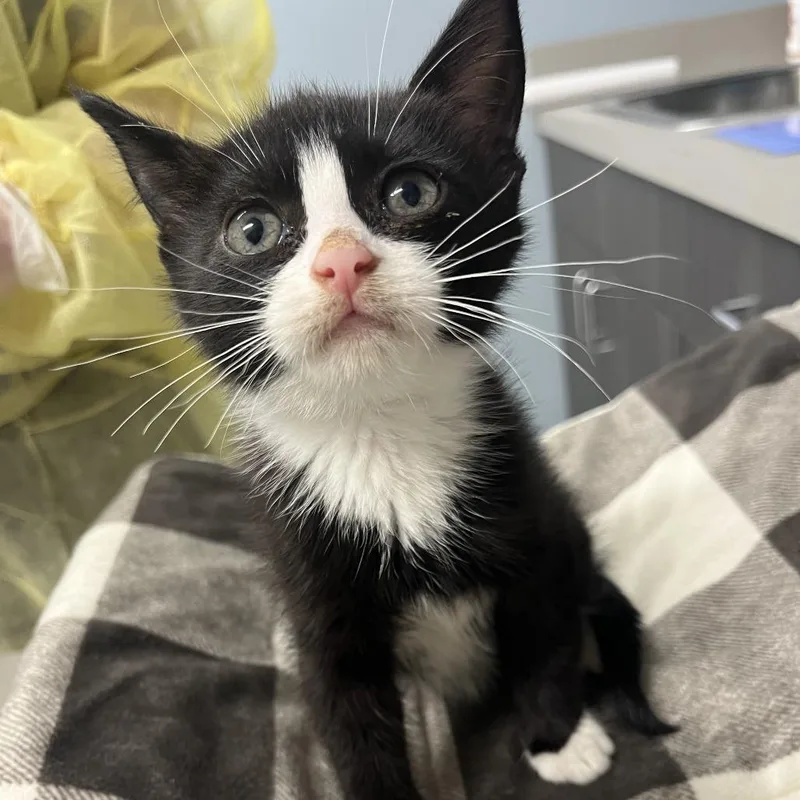 A baby small-sized female Black Domestic Short Hair cat named Fancy Face for adoption in Oak Park, IL