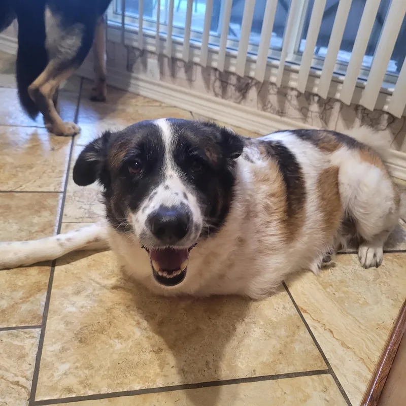 An adult medium-sized female Great Pyrenees dog named Cindy Lou for adoption in Chatham, NJ