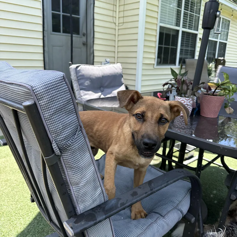 A baby medium-sized male Golden Mixed Breed dog named Radar for adoption in Charleston, SC