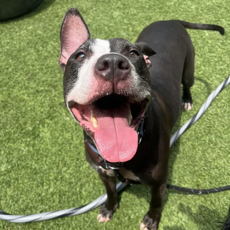 An adult large-sized male Black Pit Bull Terrier dog named Floki for adoption in Belleville, IL