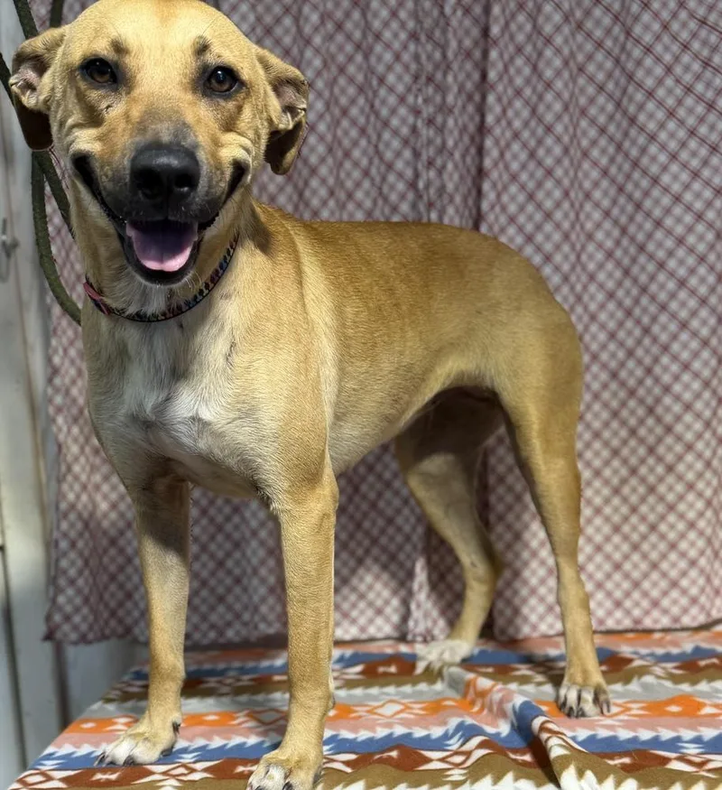 A young large-sized female Black Mouth Cur dog named Lexi for adoption in Opelousas, LA