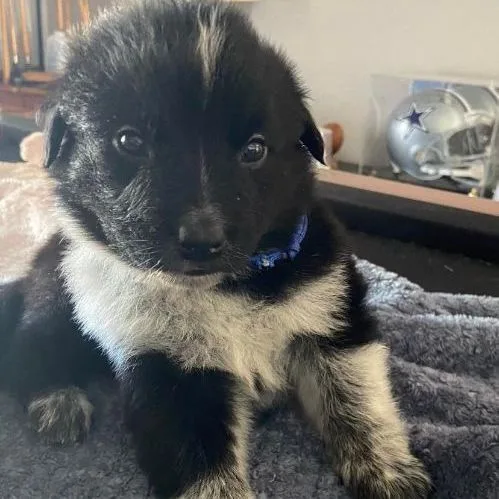 An adult medium-sized male Black Border Collie dog named Pancho for adoption in Benbrook, TX