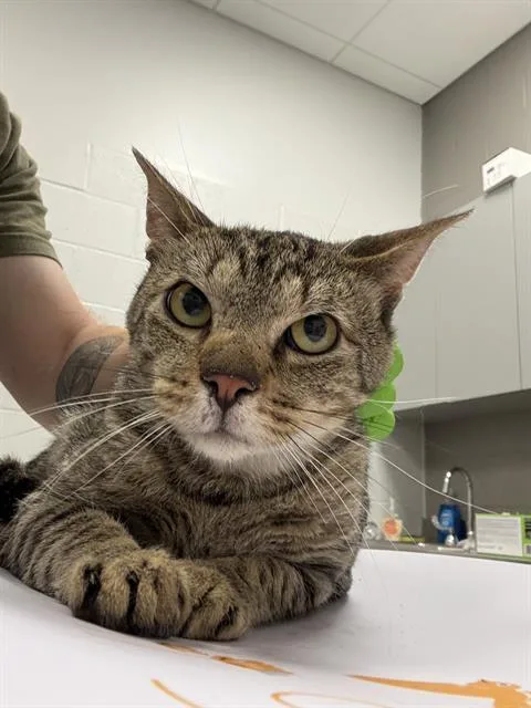 An adult medium-sized male Domestic Short Hair cat named Larz for adoption in Indianapolis, IN