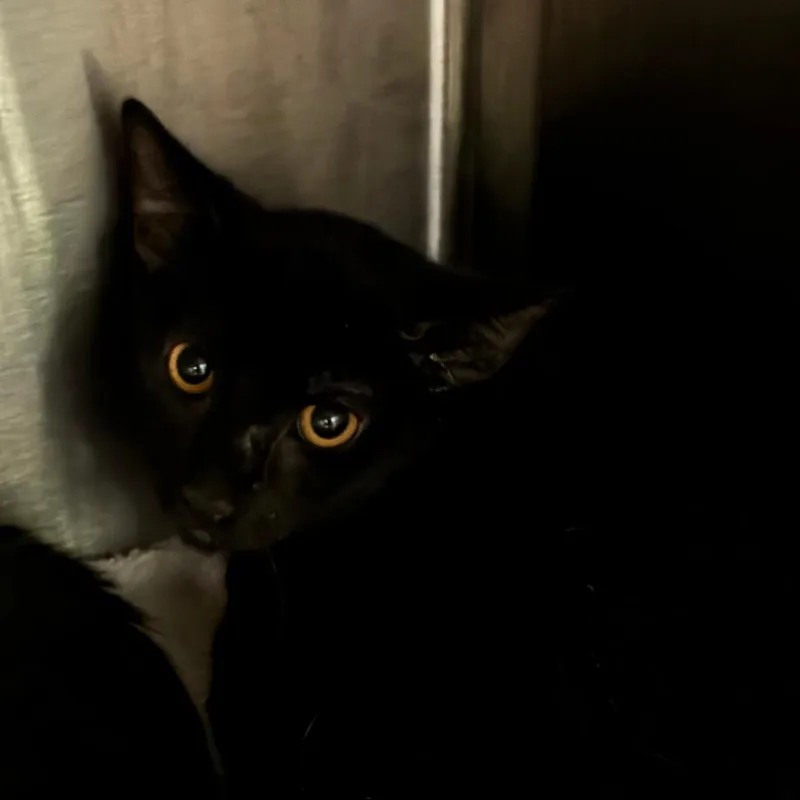 A baby small-sized male Black Domestic Short Hair cat named King ProteaFPAC for adoption in Oak Park, IL