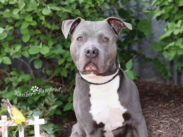 An adult medium-sized male Boxer dog named Nitro for adoption in Omaha, NE