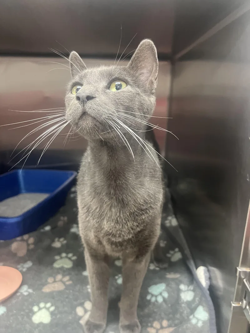 An adult extra large-sized male Domestic Short Hair cat named Clyde for adoption in Chico, CA