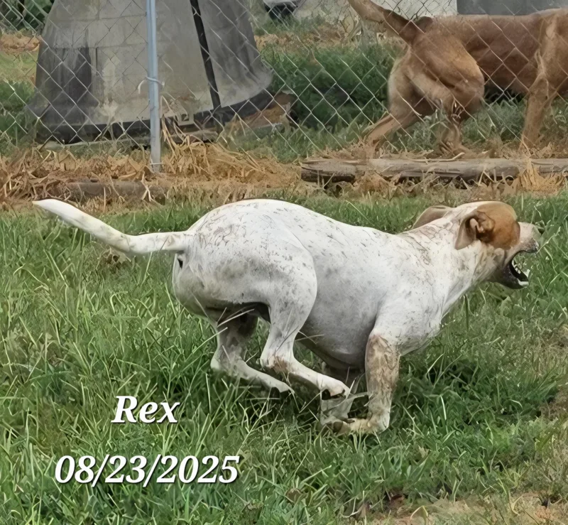 Rex
