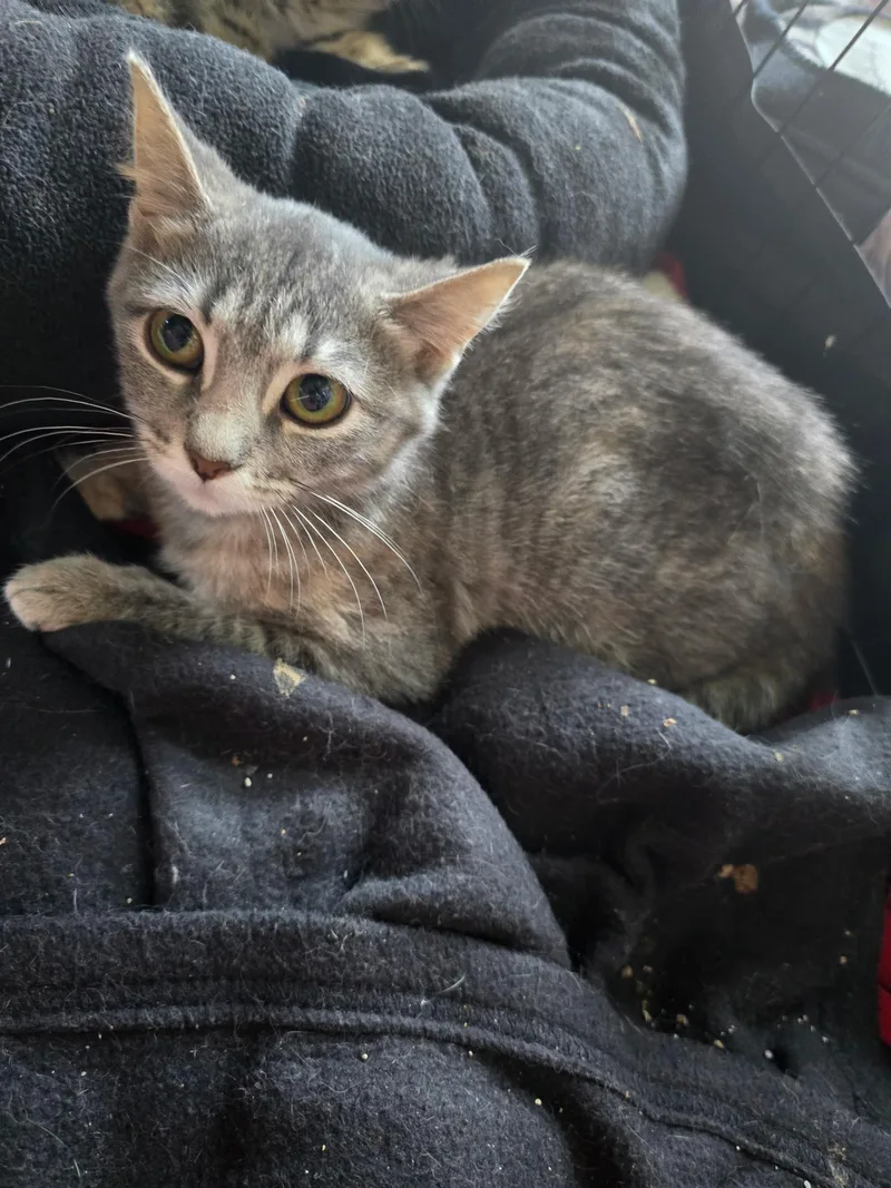 A baby medium-sized female Tabby (Gray / Blue / Silver) Domestic Short Hair cat named Junie B. Jones for adoption in Sauk City, WI