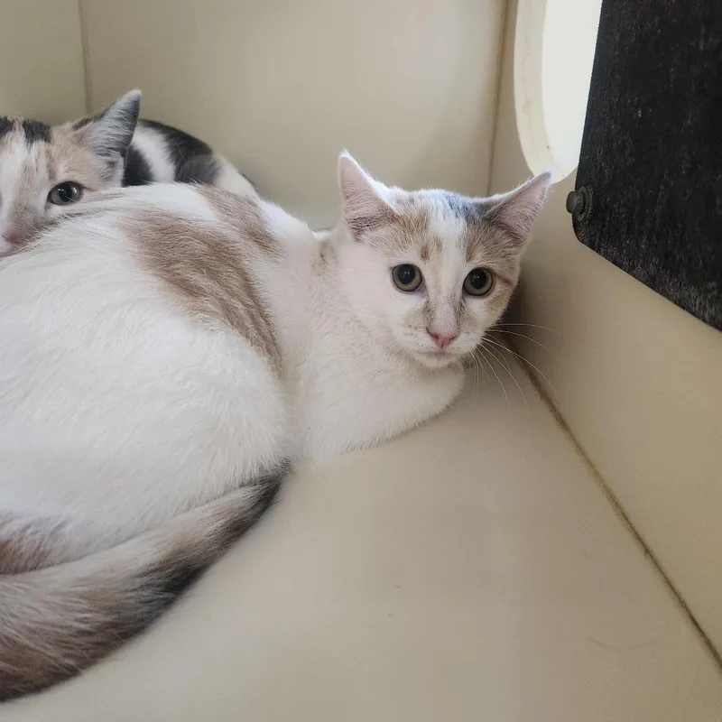 A baby small-sized female White Domestic Short Hair cat named Honey Bun for adoption in Pullman, WA