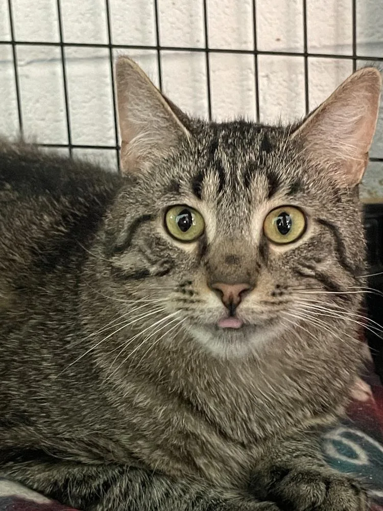 An adult medium-sized male Domestic Short Hair cat named Anrai for adoption in Ferndale, MI