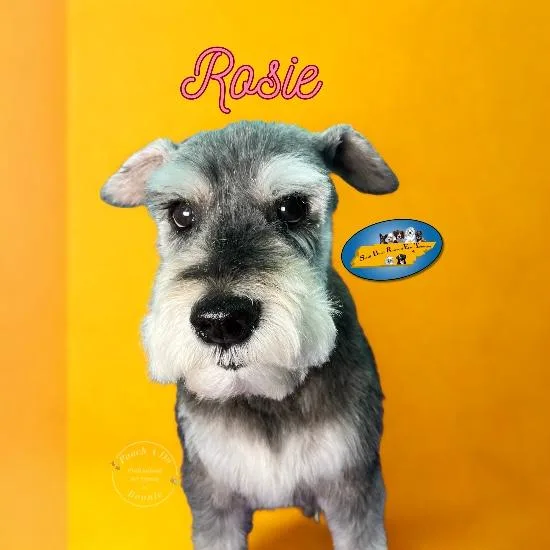 An adult small-sized female Schnauzer dog named Rosie for adoption in Knoxville, TN