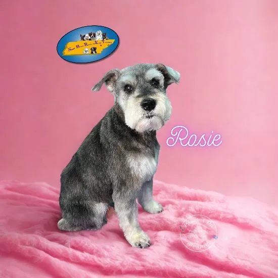 Rosie thumbnail 3