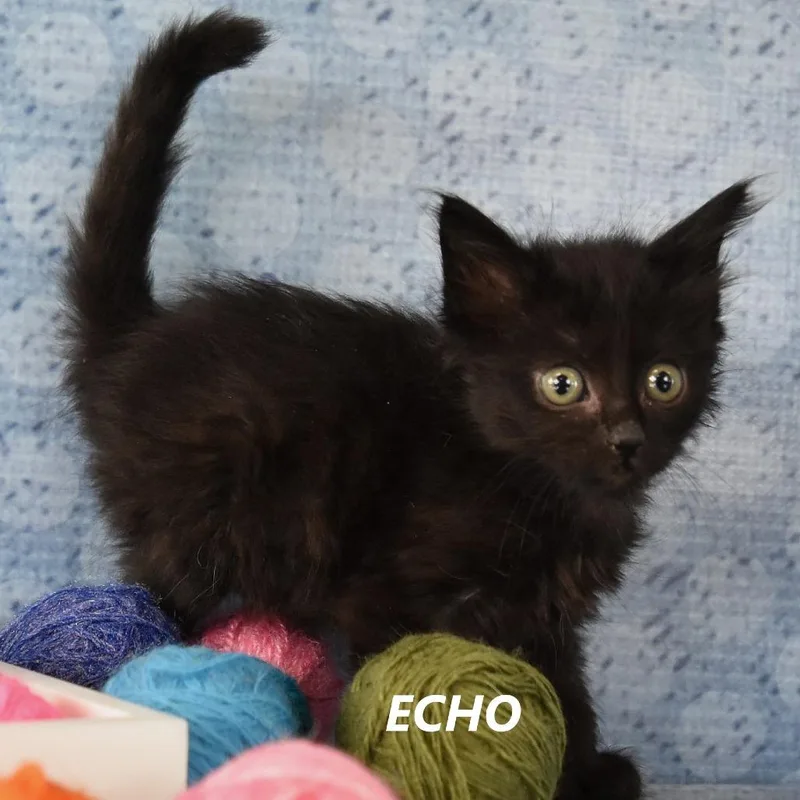 A baby small-sized female Black Domestic Short Hair cat named Echo for adoption in Yuma, AZ